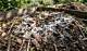 Mold in Compost Piles | Homesteady