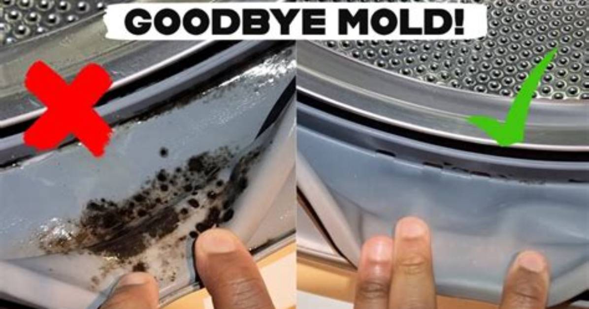 Mold Problems with Top Loader Washing