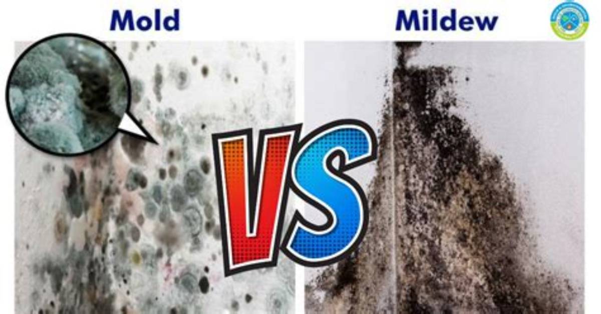 Mold