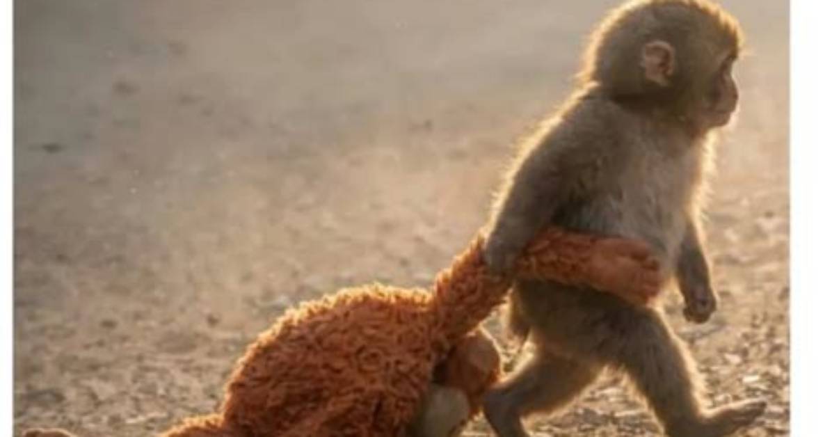 Monkey Punch Meaning: Exploring the Origin, Usage, and Cultural Significance