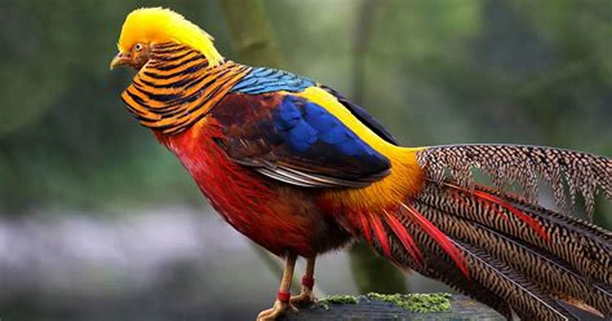 Most Beautiful Birds in the World