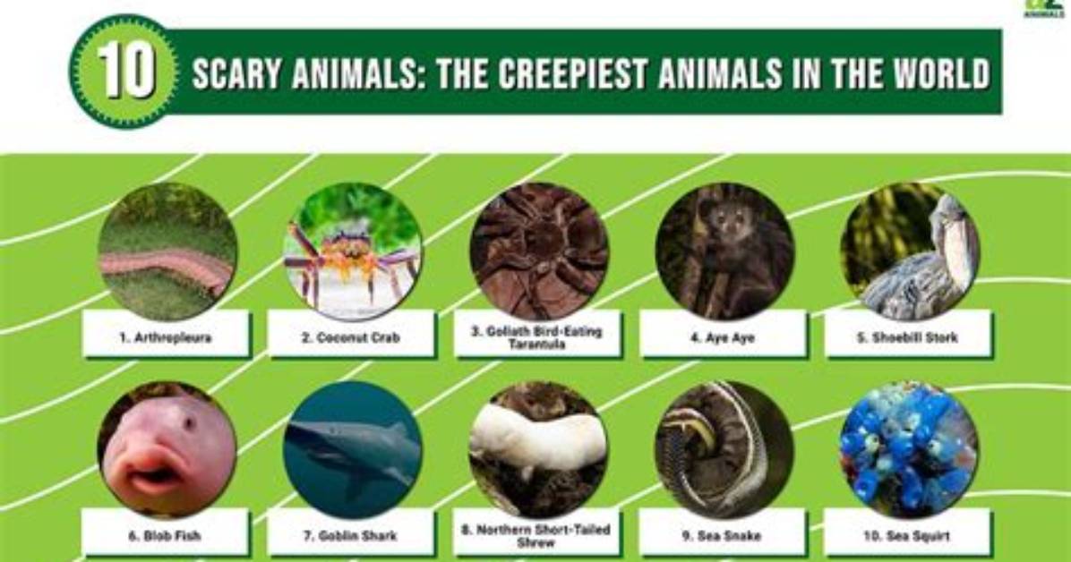 Most Scary Animal