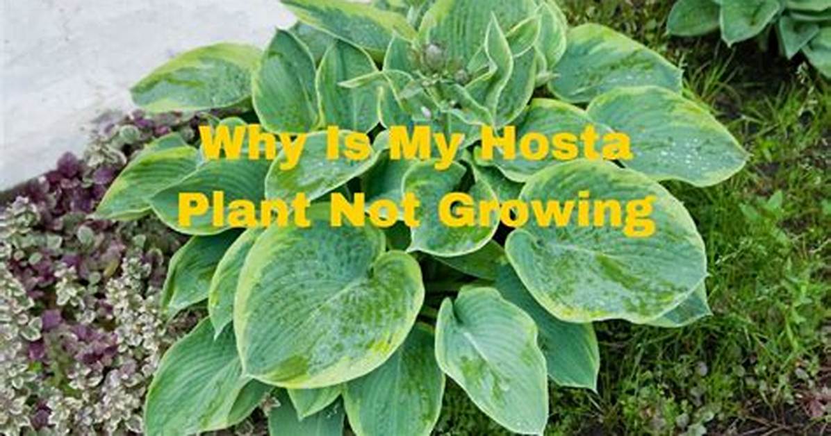 My Hostas Are Not Growing