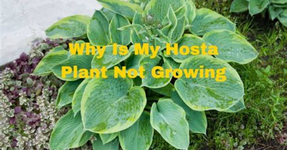 My Hostas Are Not