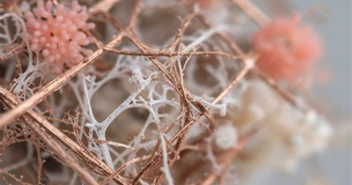 Mycelial