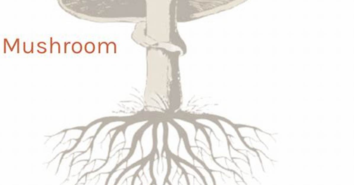 Mycelium