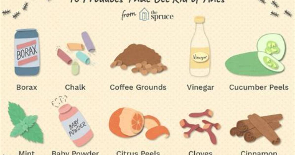 Natural Ways to Get Rid of Ants Spiders in Your