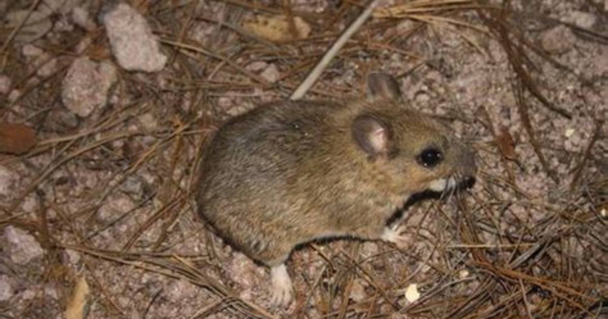 Neotoma Mexicana: the Fascinating World of Mexican Woodrats