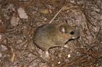 Neotoma Mexicana: the Fascinating World of Mexican Woodrats