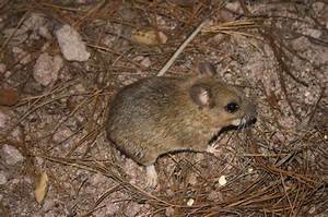 Neotoma Mexicana: the Fascinating World of Mexican Woodrats