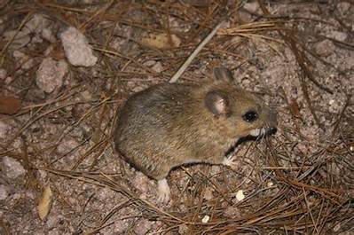 Neotoma Mexicana: the Fascinating World of Mexican Woodrats