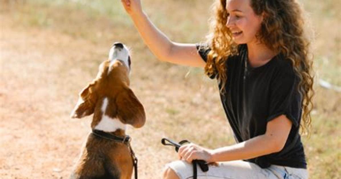 Next Day Pets: Your Ultimate Guide to Fast and Reliable Pet Delivery