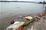Ngt Seeks to Reduce Pollution in Ganga from Tanneries in Realistic Manner