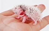 Omg Look at This Baby Hedgehog: the Adorable World of Hedgehog Babies