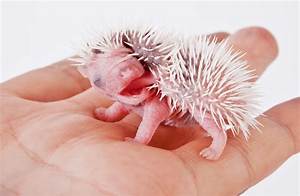 Omg Look at This Baby Hedgehog: the Adorable World of Hedgehog Babies