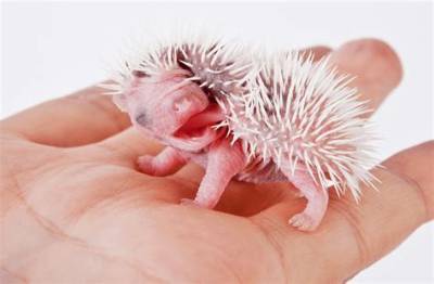 Omg Look at This Baby Hedgehog: the Adorable World of Hedgehog Babies