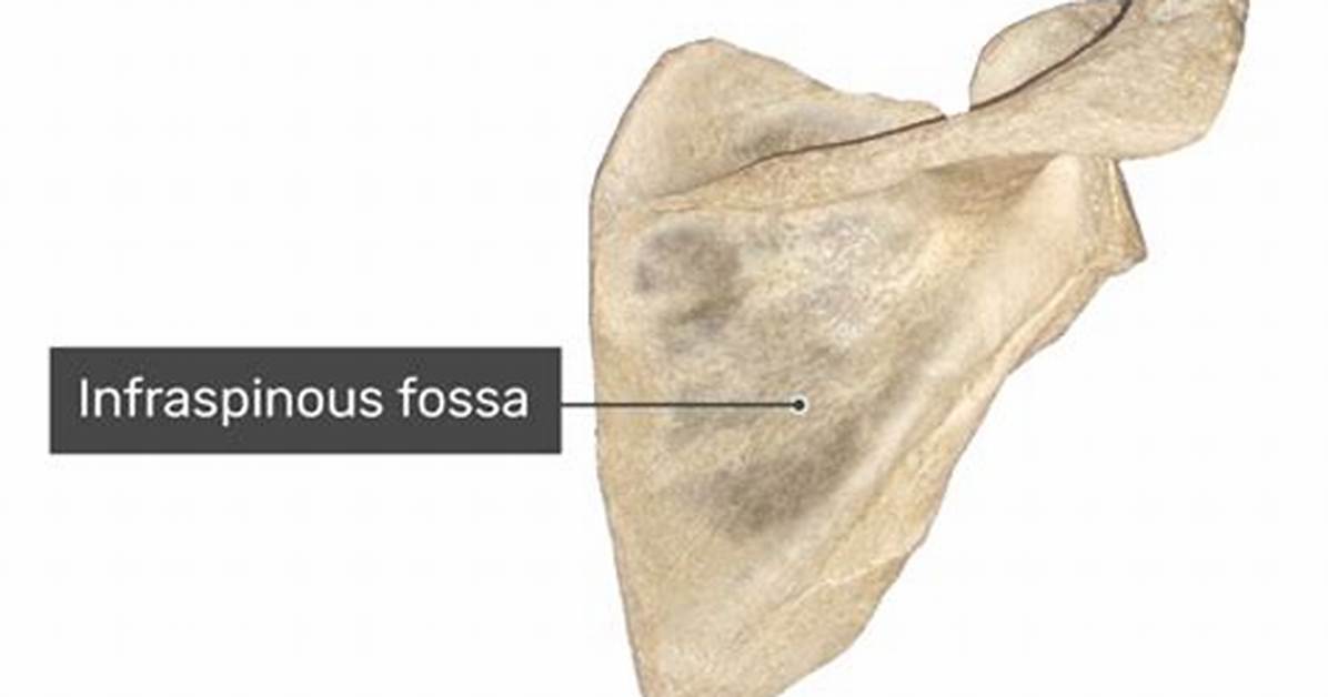 On Infraspinous Fossa of Scapula?