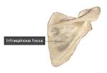 On Infraspinous Fossa of Scapula?