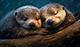 Otters Sleeping: the Adorable Resting Habits of Nature's Playful Creatures