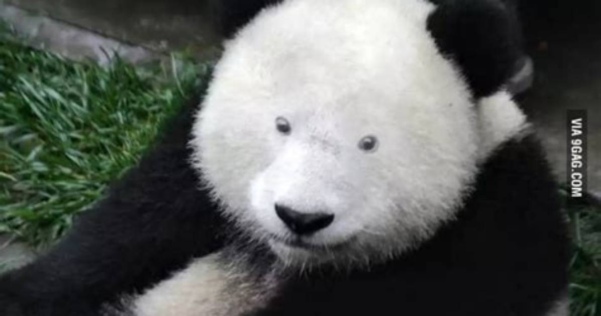 Panda with No Black Spots: Discovering the Unique and Rare Phenomenon