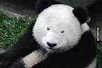 Panda with No Black Spots: Discovering the Unique and Rare Phenomenon