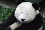 Panda with No Black Spots: Discovering the Unique and Rare Phenomenon