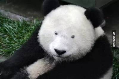 Panda with No Black Spots: Discovering the Unique and Rare Phenomenon