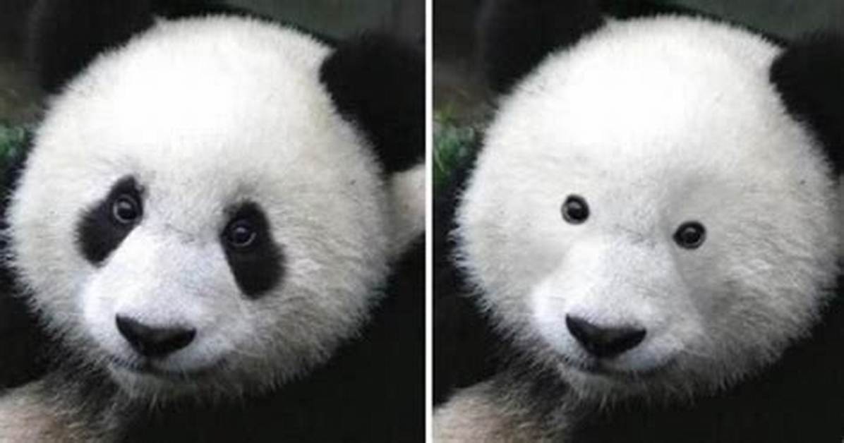 Pandas Without Black Spots: Discovering the Rare and Fascinating Variant