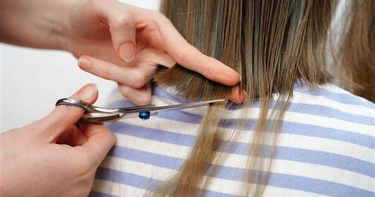 People Are Cutting Their Dogs Hair in Quarantine and It S Not