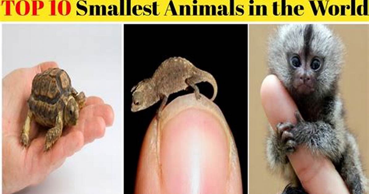 Petite Perfection Uncovering the World S Tiniest