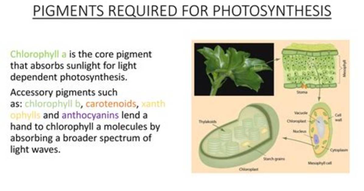 Photosynthetic Pigments Are Located Where in the Chloroplast
