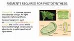 Photosynthetic Pigments Are Located Where in the Chloroplast