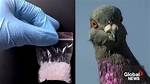 Pigeon Busted Wearing ‘Drug Smuggling’ Backpack at Another Prison