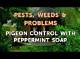 Pigeon Control with Peppermint Soap