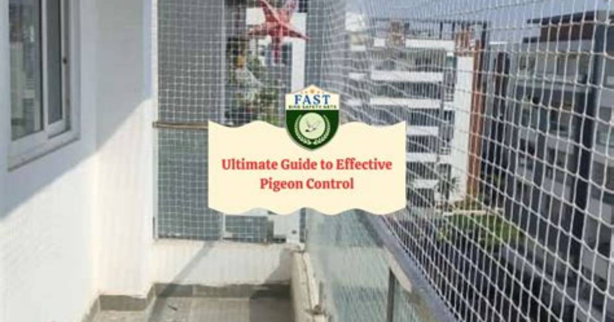 Pigeon Control With