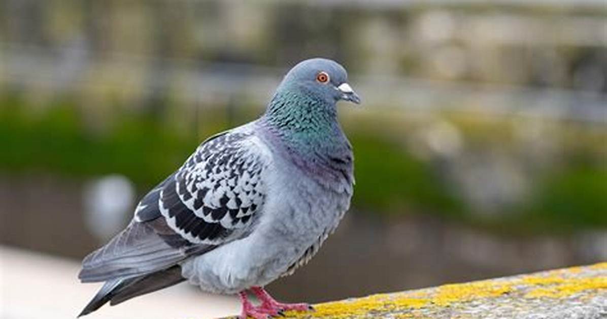 Pigeon