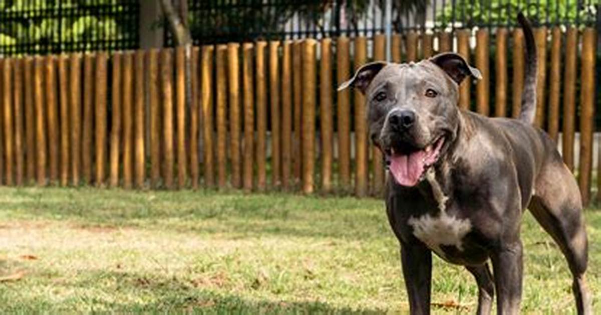 Pit Bull Net Worth 2023