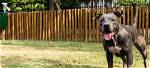Pit Bull Net Worth 2023