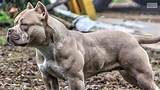 Pitbull Dog with Muscles: the Ultimate Guide to Understanding This Powerful Breed