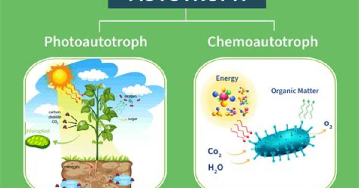 Plants Are Photoautotrophs. What Does This Mean