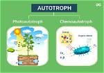 Plants Are Photoautotrophs. What Does This Mean