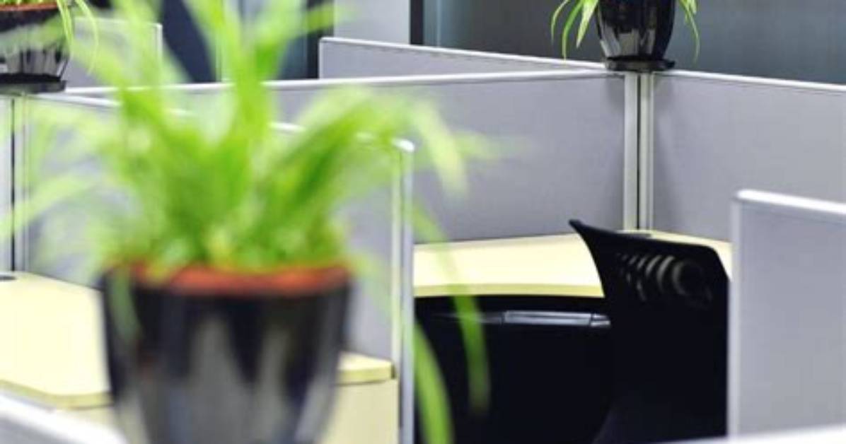 Plants for an Office with No
