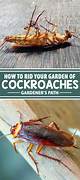 Plants That Attract Cockroaches | Homesteady