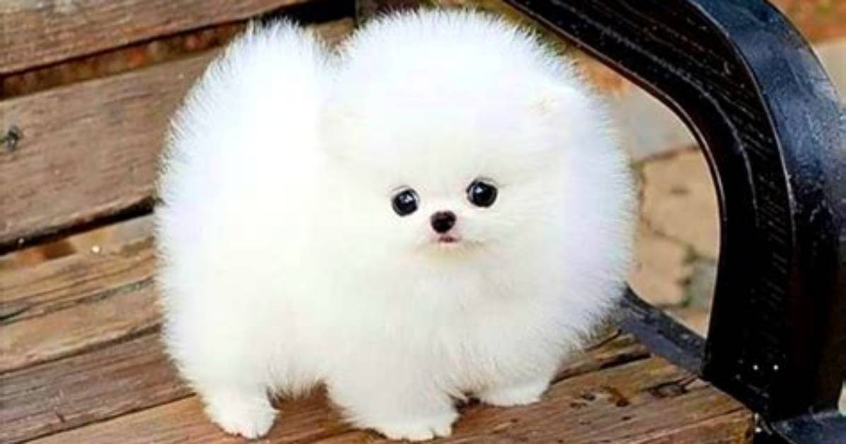 Prmovies Dog: Cute Puppy Videos & Clips!