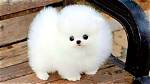 Prmovies Dog: Cute Puppy Videos & Clips!