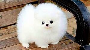 Prmovies Dog: Cute Puppy Videos & Clips!
