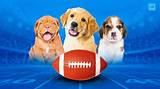 Puppybowl 2024: the Ultimate Canine Extravaganza