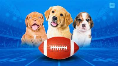Puppybowl 2024: the Ultimate Canine Extravaganza