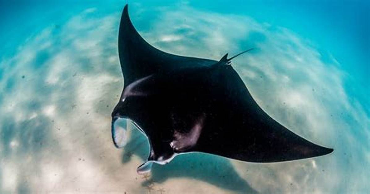 Ray