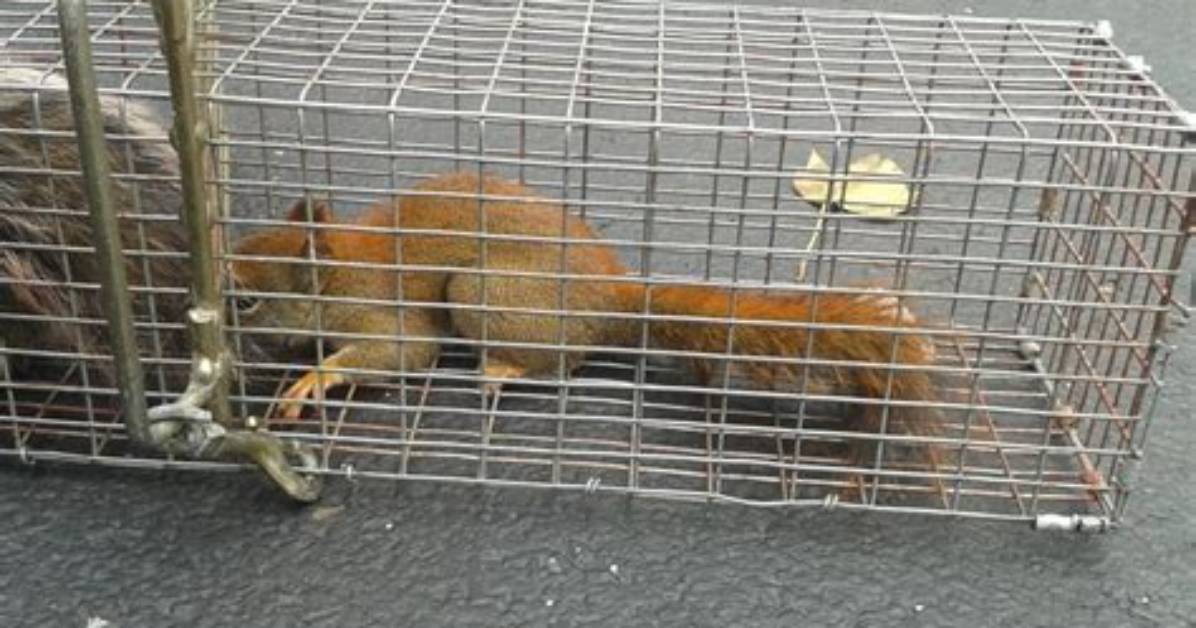 Red Pine Squirrel Removal